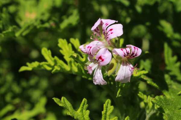  - Essential Oils